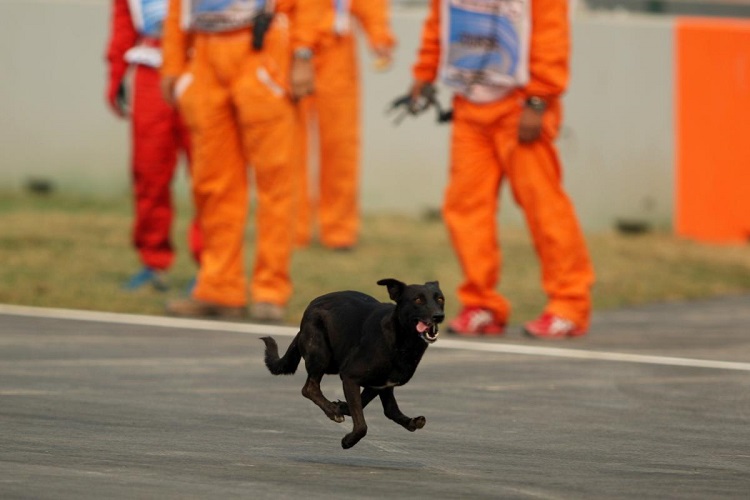 Animal Intrusions
