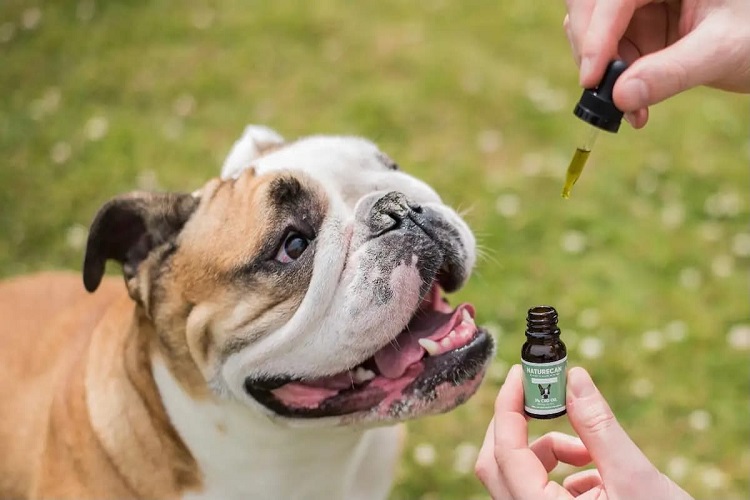 CBD Dog