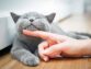 Caring For Cats – What You Need to Know