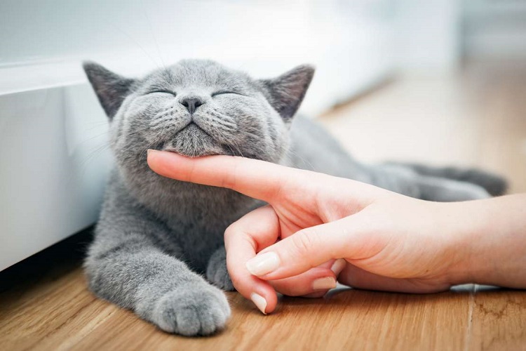 Caring For Cats