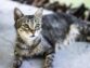 If You Think You Get Cats, Then Read This