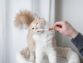 Why You Should Be Concerned With Dental Care For Cats