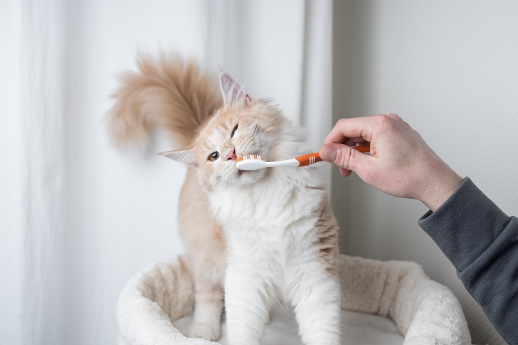 Dental Care For Cats