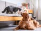 Home Care For Cats and Dogs