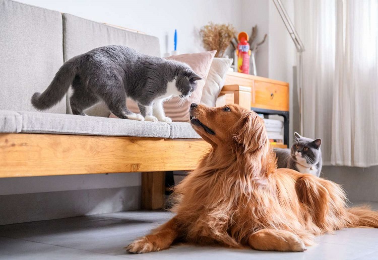 Home Care For Cats and Dogs