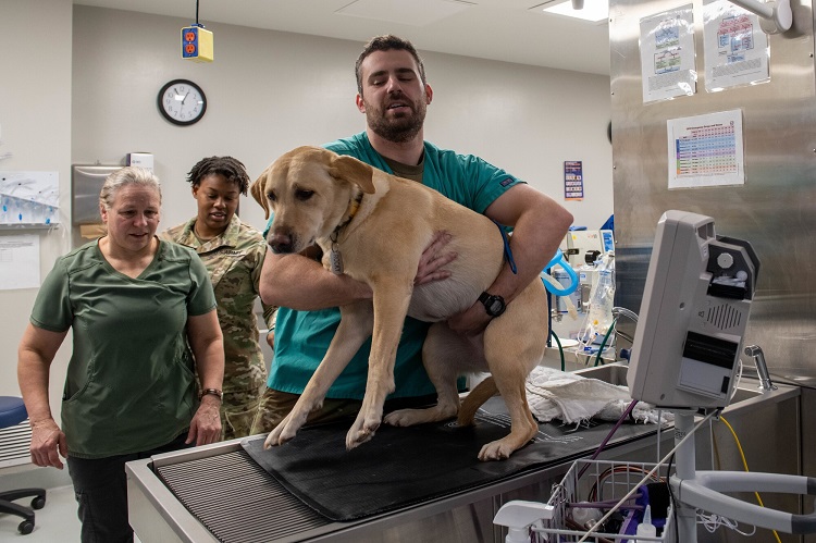 Veterinary Clinic