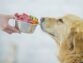 Cooking Up Treats For Your Dogs