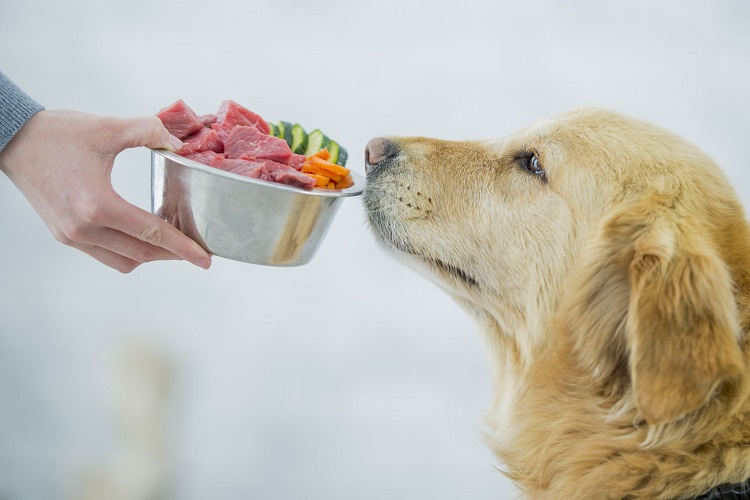 Cooking Up Treats For Your Dogs Cooking Up Treats For Your Dogs