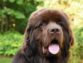 Long-Haired Dogs Should Be Regularly Groomed