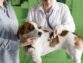 Pet Insurance Comparison Reviews Contribute To Lower Pet Care Costs