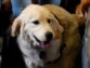 Take The Pets Without Any Prohibition With The Support Of Animal Prescription