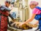 How To Arrange For A Veterinary Surgery