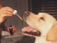 Amazing Facts to Know About How CBD Oil Is Beneficial For Dog
