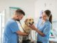 3 Things That You Should Get Your Vet To Check For Your Pet Regularly