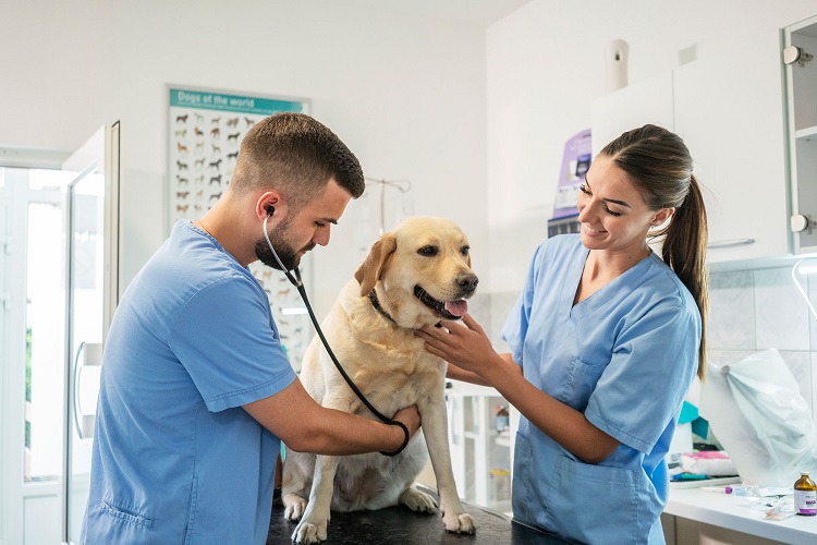 Vet