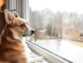 Pots for Pooch:  How CBD Edibles Calm Your Anxious Dogs