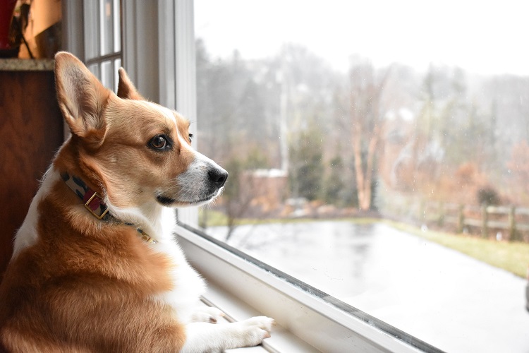 Anxious Dogs