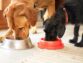 How To Select Best Pet Foods Online?