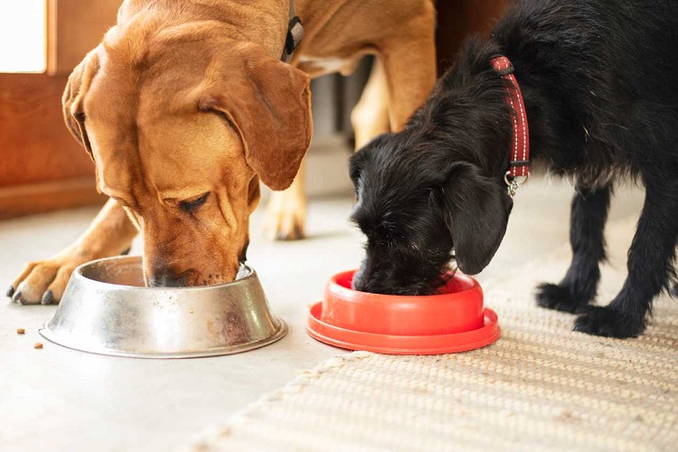 Best Pet Foods Online
