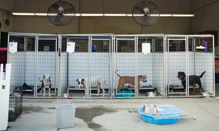 Kennel Facilities for your Dog