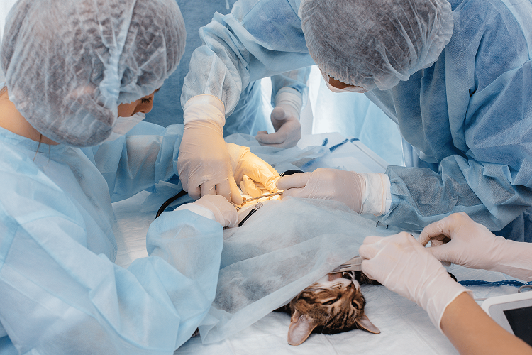 Veterinary Surgery