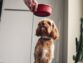 what is the best dog food