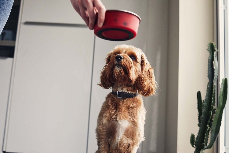 best dog food