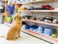You Don’t Have To Settle For a Dog Or a Cat For a New Pet. There Are Other Options.