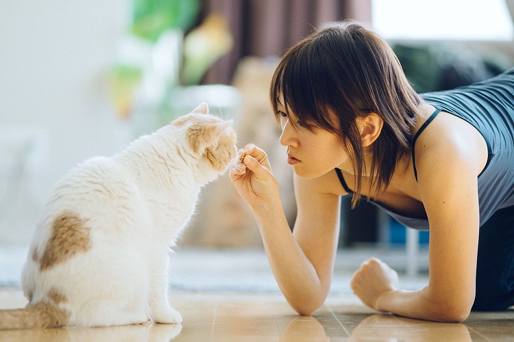 Cat Training Mistakes You Should Avoid Cat Training