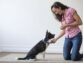 The Practical Ways for Dog Obedience for Your Choice