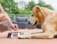 3 Ingredients You Definitely Want To See In Your Pet’s Food