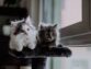 5 of the Friendliest Cat Breeds