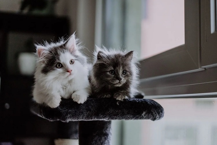 5 of the Friendliest Cat Breeds Cat Breeds