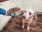 Important Things to Consider While Choosing Your Pet Food