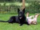 Facts you need to know about family protection dogs