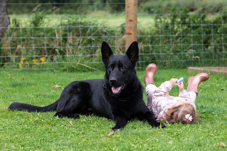family protection dogs