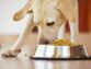 The Truth About 100% Natural Grain-free Dog Food