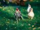 All You Need To Know About Chicken Feeders