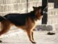 What Dog Breeds are Good as Protection Dogs?