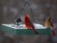 7 Birds Feeders from the Top 10 Cardinal Bird Feeders