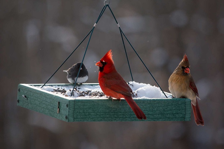 7 Birds Feeders from the Top 10 Cardinal Bird Feeders Cardinal Bird Feeders