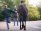 What Is Included in Horse Medical?