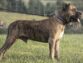 8 Signs That a Presa Canario Puppy is the Perfect Dog For You