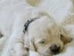 Doggy Dreamland: Where Should Your Puppy Sleep the First Night?
