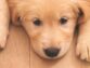 Signs Your Dog Is Stressed Out