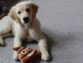 4 Factors to Consider When Buying Dog Gifts
