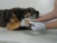 Common Orthopedic Problems in Dogs