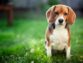 Which Dog Breed Is Right for You?