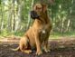 A Short Guide to South African Mastiff Dog Breed