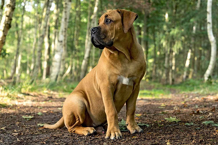 South African Mastiff Dog Breed